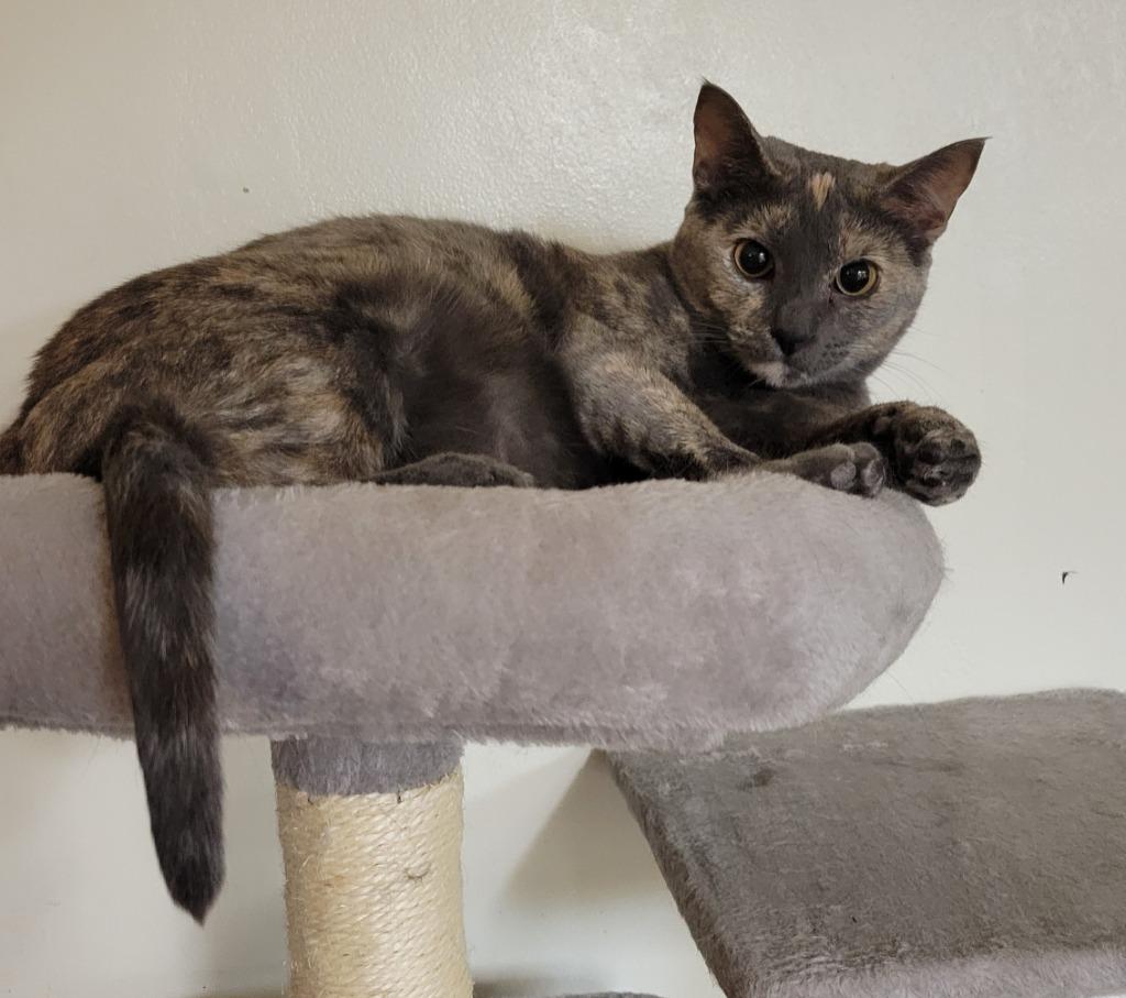 Enlarge Diamond, a Adoptable mixed breed in Palmer, AK image 1/6