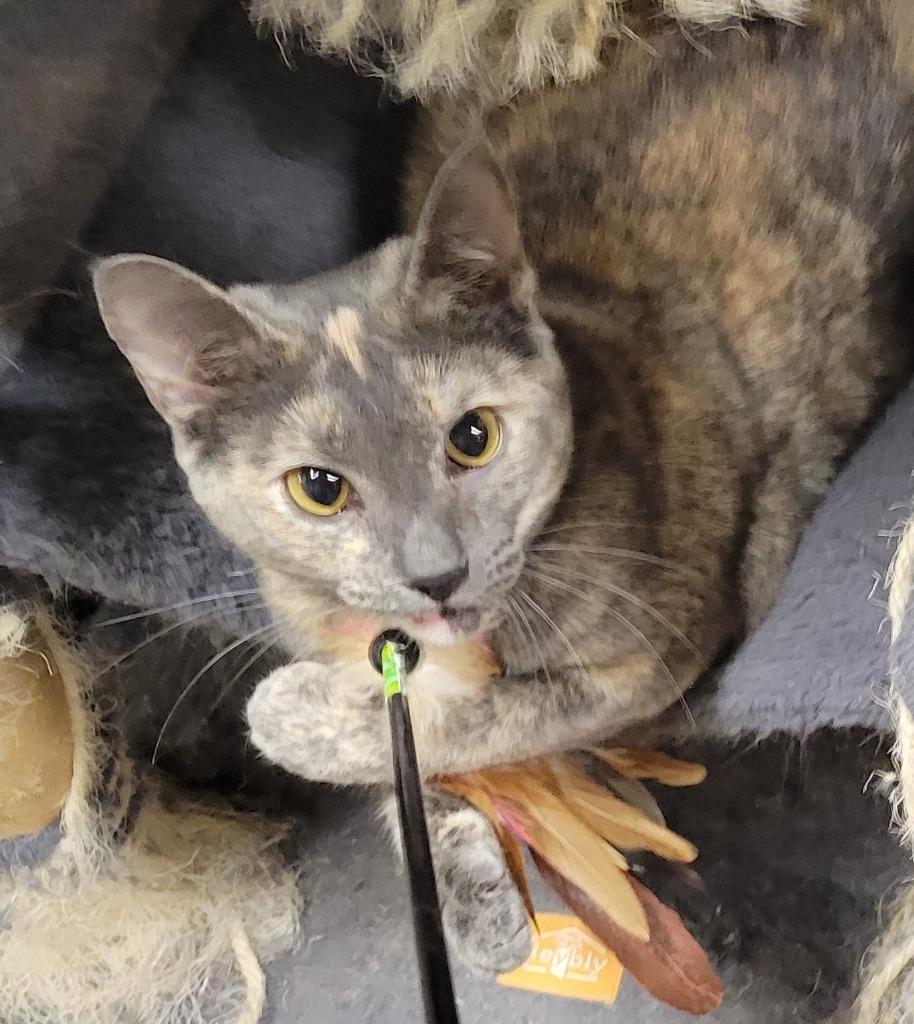 Enlarge Diamond, a Adoptable mixed breed in Palmer, AK image 2/6