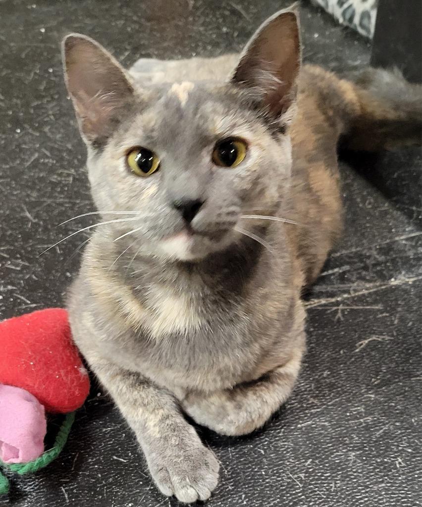 Enlarge Diamond, a Adoptable mixed breed in Palmer, AK image 3/6