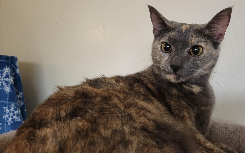 Enlarge Diamond, a Adoptable mixed breed in Palmer, AK image 4/6