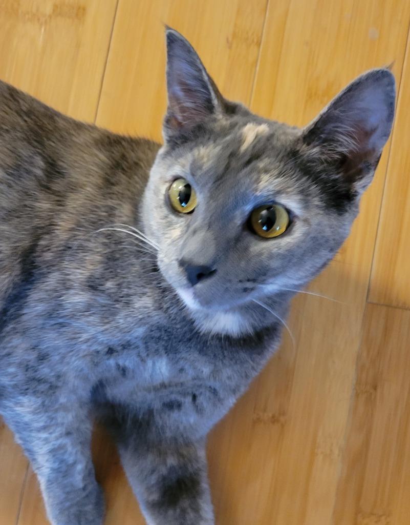 Enlarge Diamond, a Adoptable mixed breed in Palmer, AK image 6/6