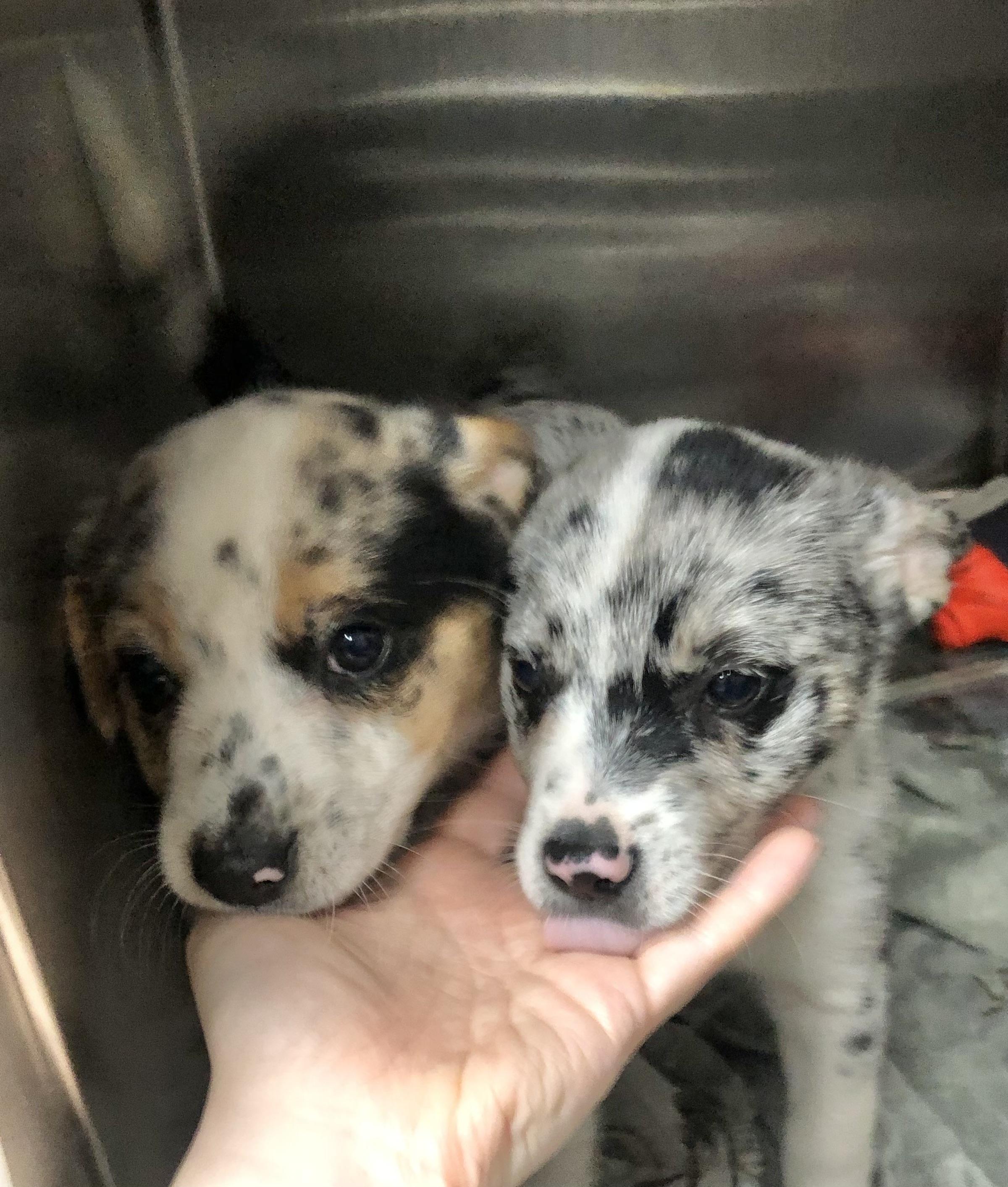 Cheech, adopted, Puppy Male Australian Cattle Dog / Blue Heeler.