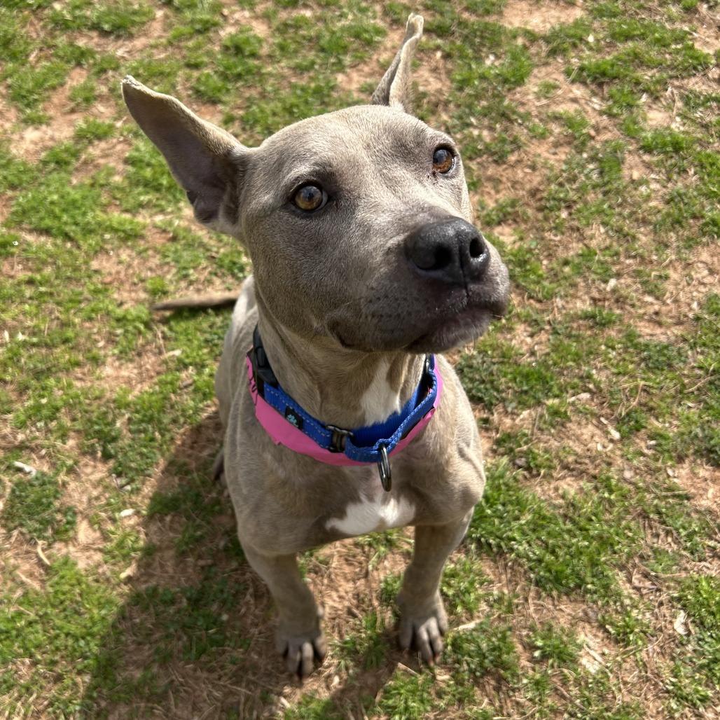Saffy, Adoptable, Adult Female Mixed Breed.