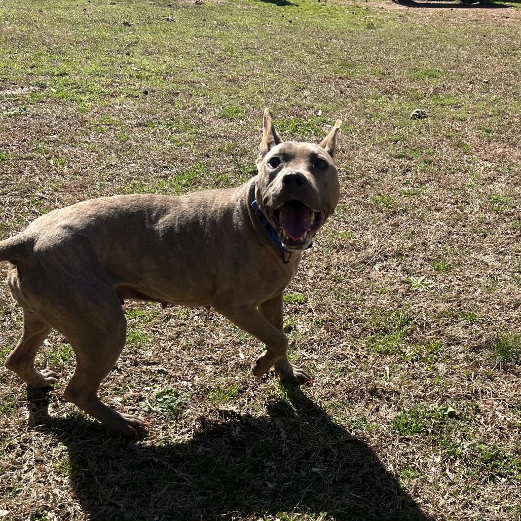 Saffy, Adoptable, Adult Female Mixed Breed.