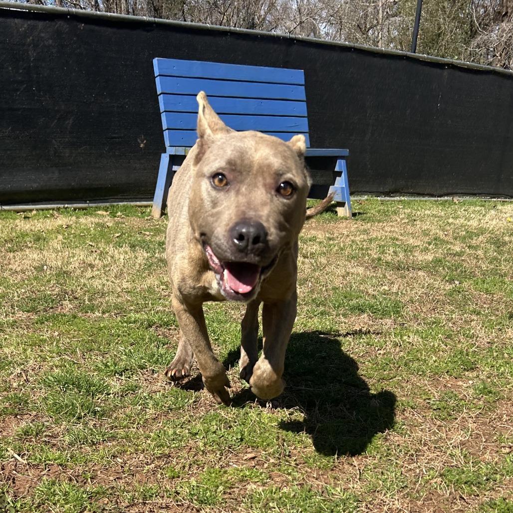 Enlarge Saffy, a Adoptable Mixed Breed in Auburn, AL image 2/6