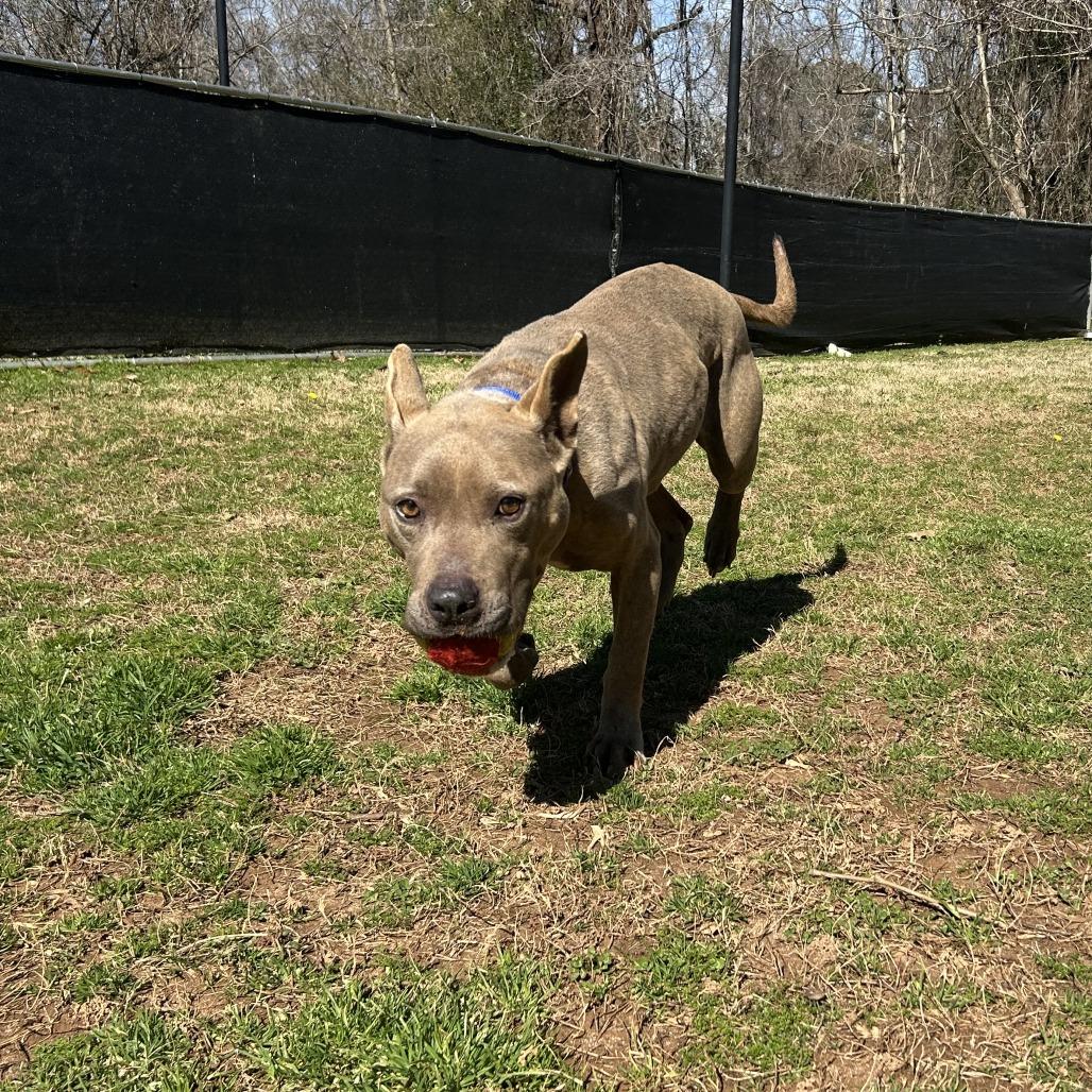 Enlarge Saffy, a Adoptable Mixed Breed in Auburn, AL image 3/6