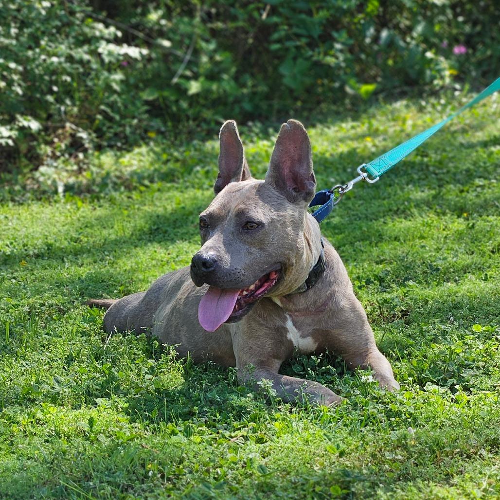 Enlarge Saffy, a Adoptable Mixed Breed in Auburn, AL image 4/6