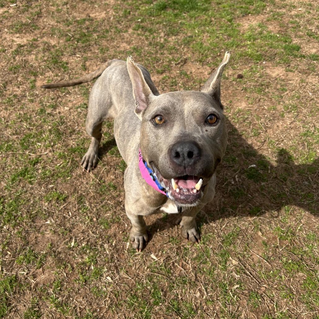 Enlarge Saffy, a Adoptable Mixed Breed in Auburn, AL image 5/6
