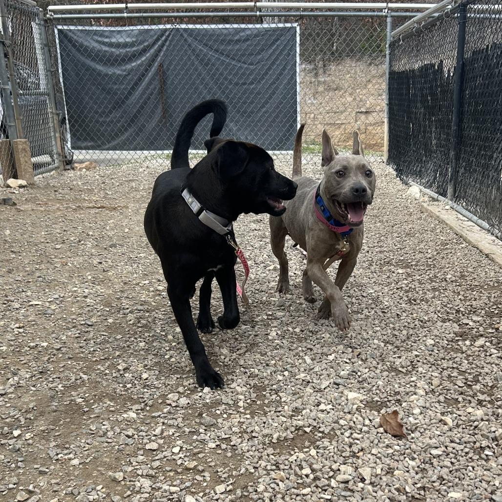 Enlarge Saffy, a Adoptable Mixed Breed in Auburn, AL image 6/6