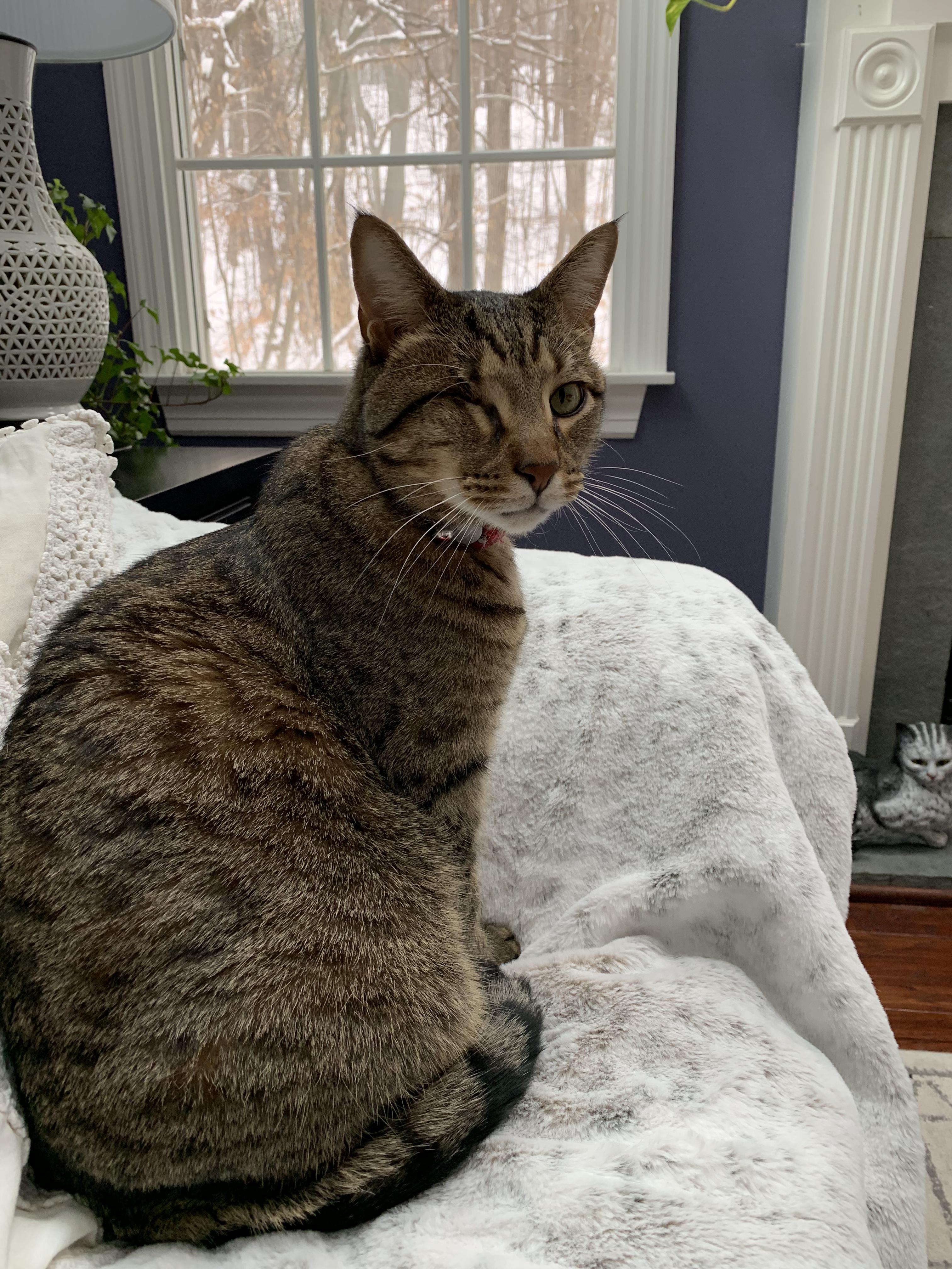 Enlarge Roo--Declawed Adult Male, a Adopted Tabby in Kinnelon, NJ image 2/3