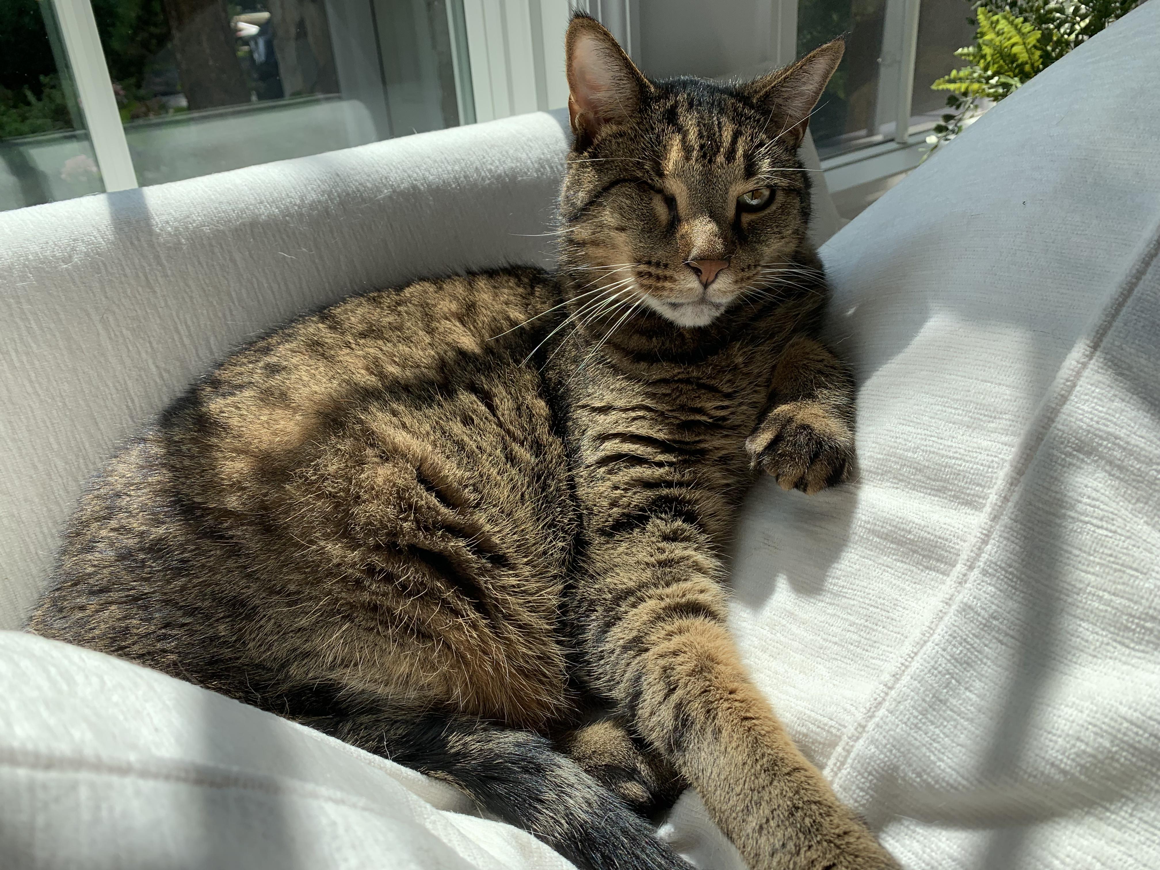 Roo--Declawed Adult Male, Adopted, Adult Male Tabby.