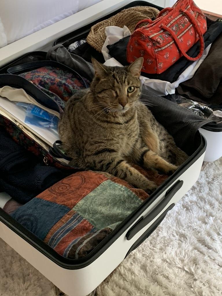 Enlarge Roo--Declawed Adult Male, a Adopted Tabby in Kinnelon, NJ image 3/3