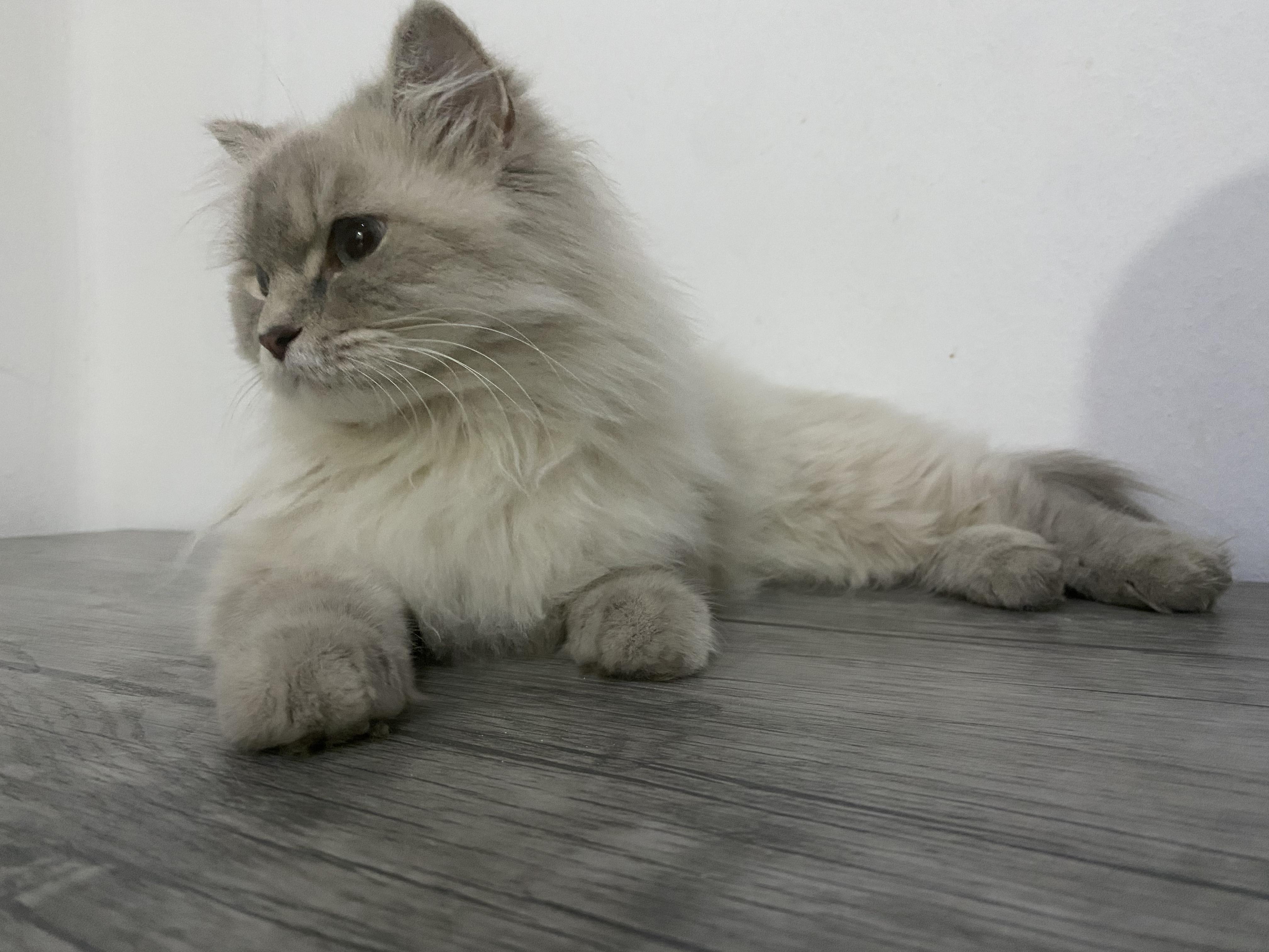 Enlarge Maisie - Gentle, Playful Cat, a ADOPTABLE mixed breed in North York, ON image 5/6