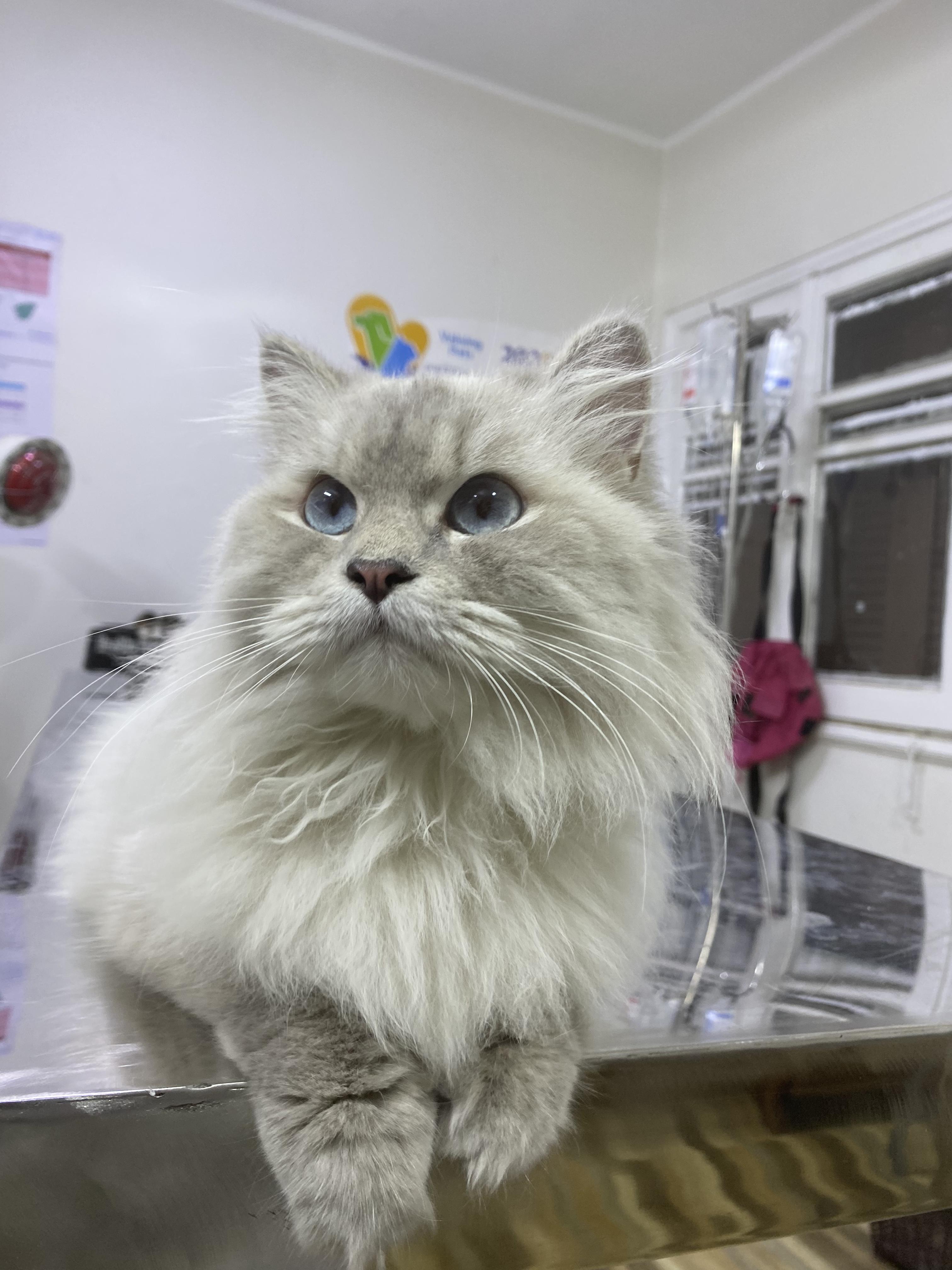 Maisie - Gentle, Playful Cat, ADOPTABLE, Young Female Ragdoll.