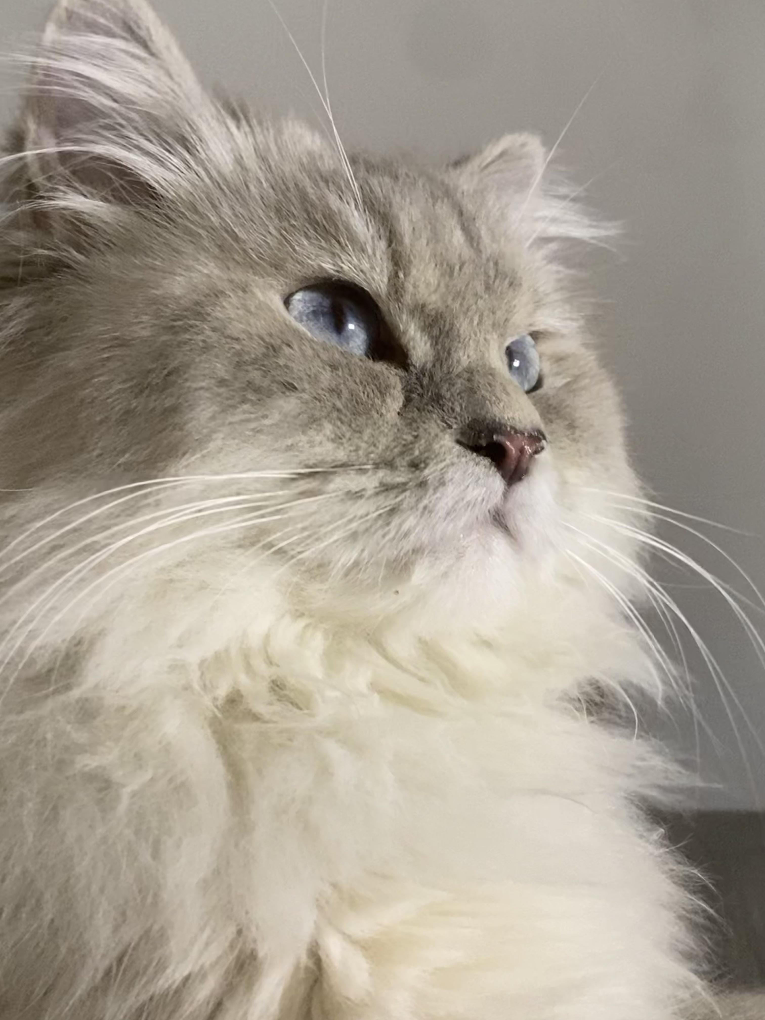Enlarge Maisie - Gentle, Playful Cat, a ADOPTABLE mixed breed in North York, ON image 3/6