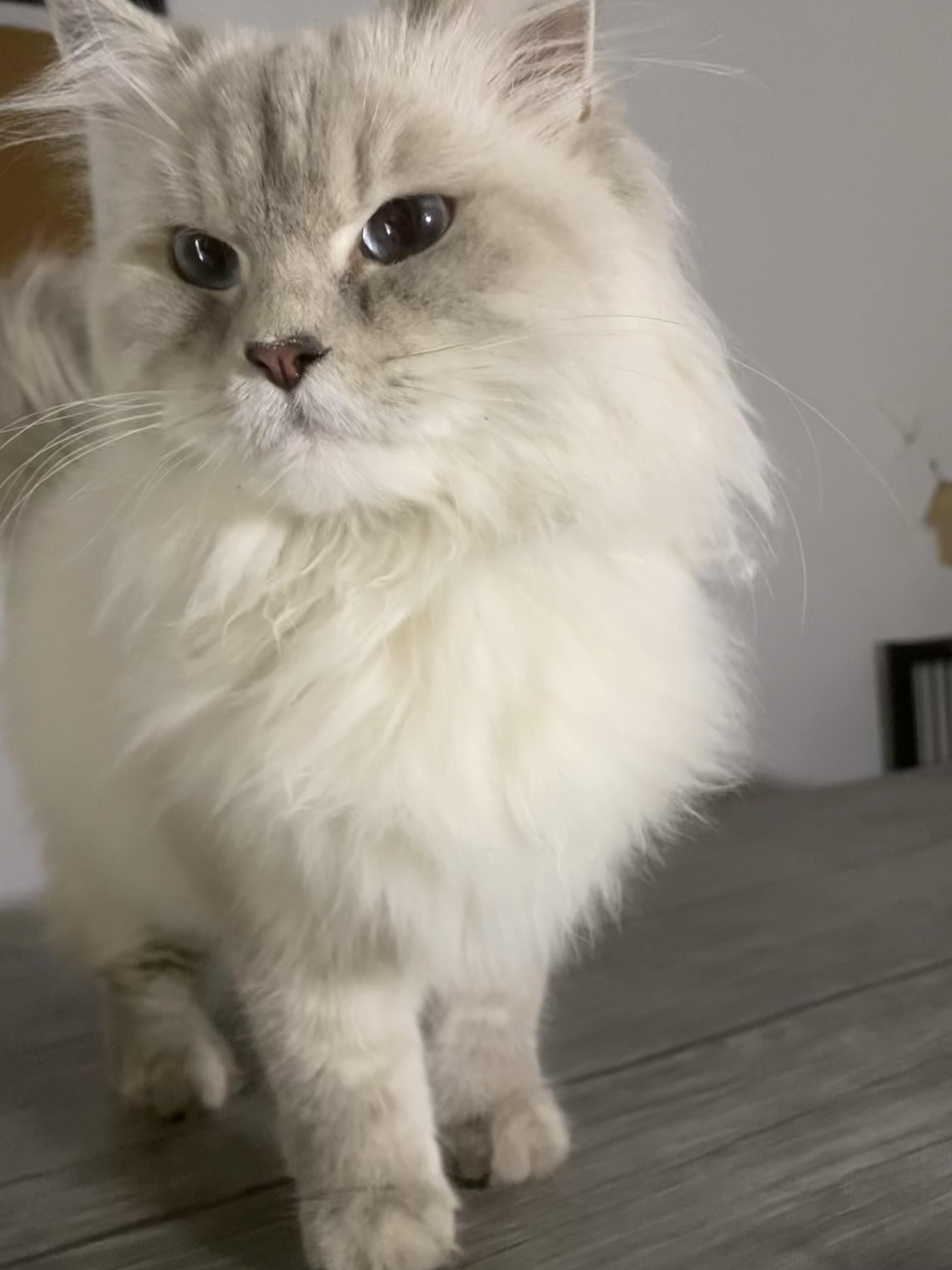 Enlarge Maisie - Gentle, Playful Cat, a ADOPTABLE mixed breed in North York, ON image 4/6