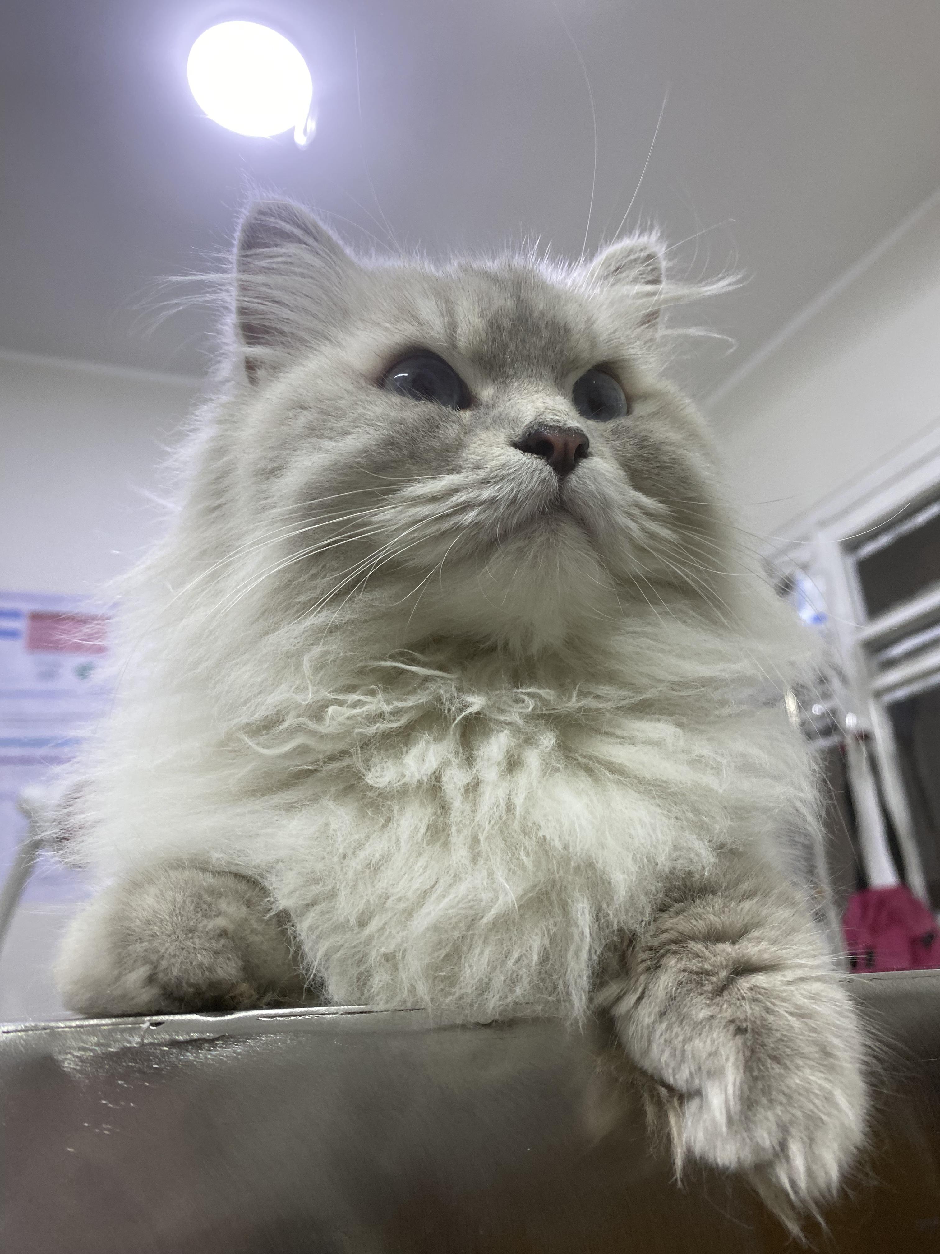 Enlarge Maisie - Gentle, Playful Cat, a ADOPTABLE mixed breed in North York, ON image 2/6