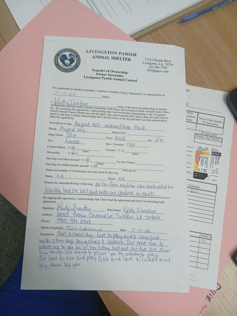 Ollie, Adoptable, Young Female Labrador Retriever & German Shepherd Dog.