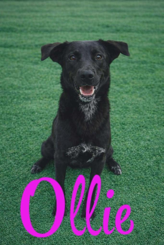 Enlarge Ollie, a Adoptable mixed breed in Livingston, LA image 2/4