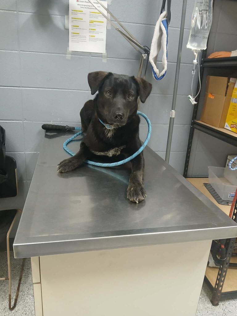 Enlarge Ollie, a Adoptable mixed breed in Livingston, LA image 3/4