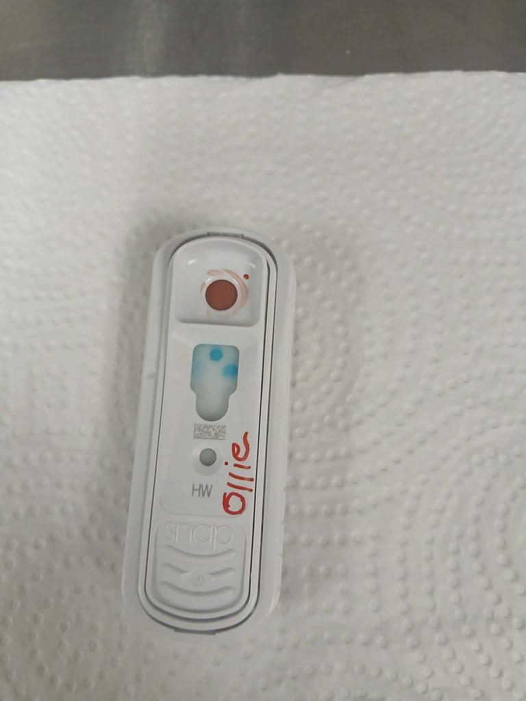 Enlarge Ollie, a Adoptable mixed breed in Livingston, LA image 4/4