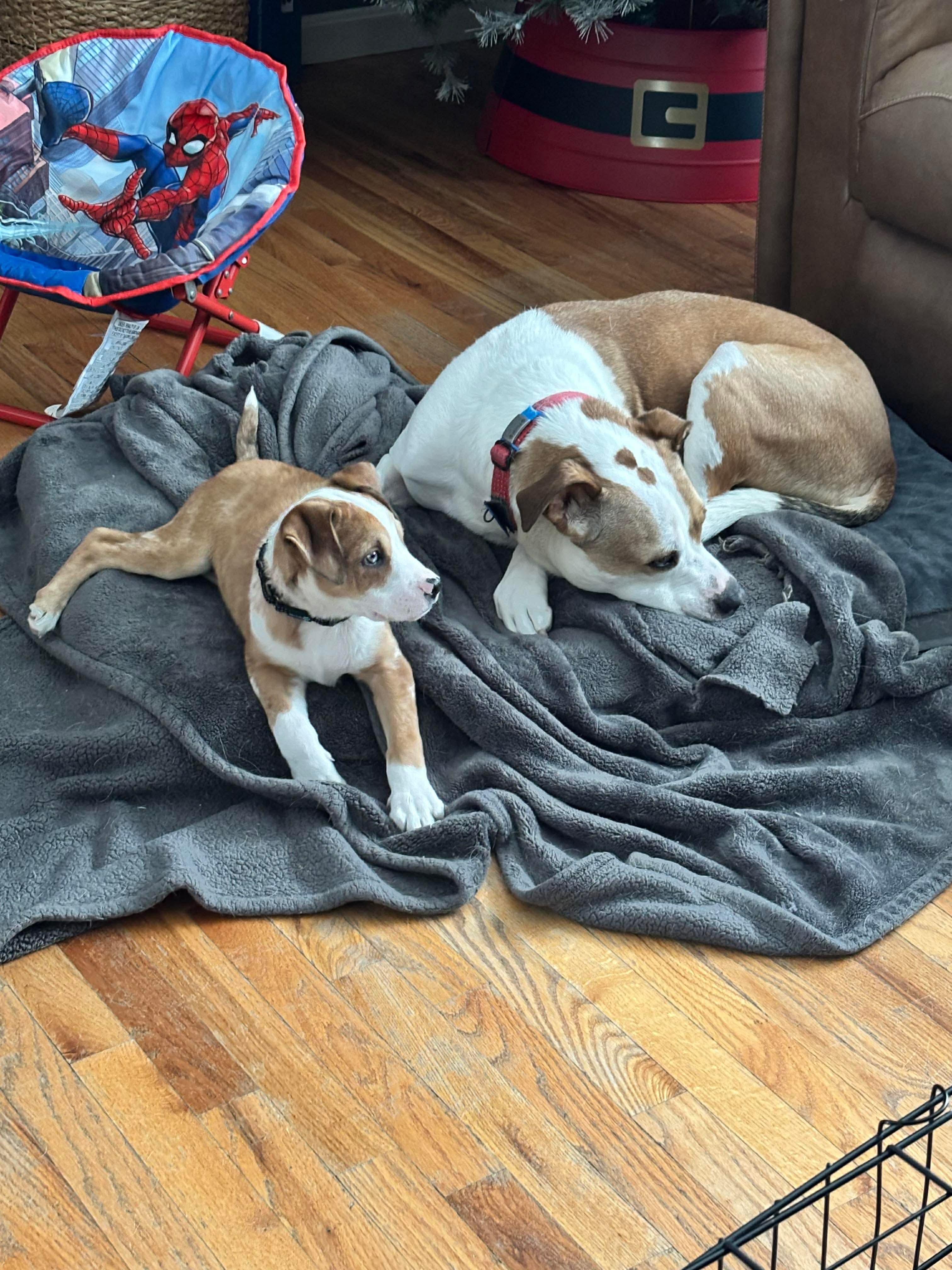 Enlarge Peck, a Adoptable mixed breed in Billerica, MA image 5/6