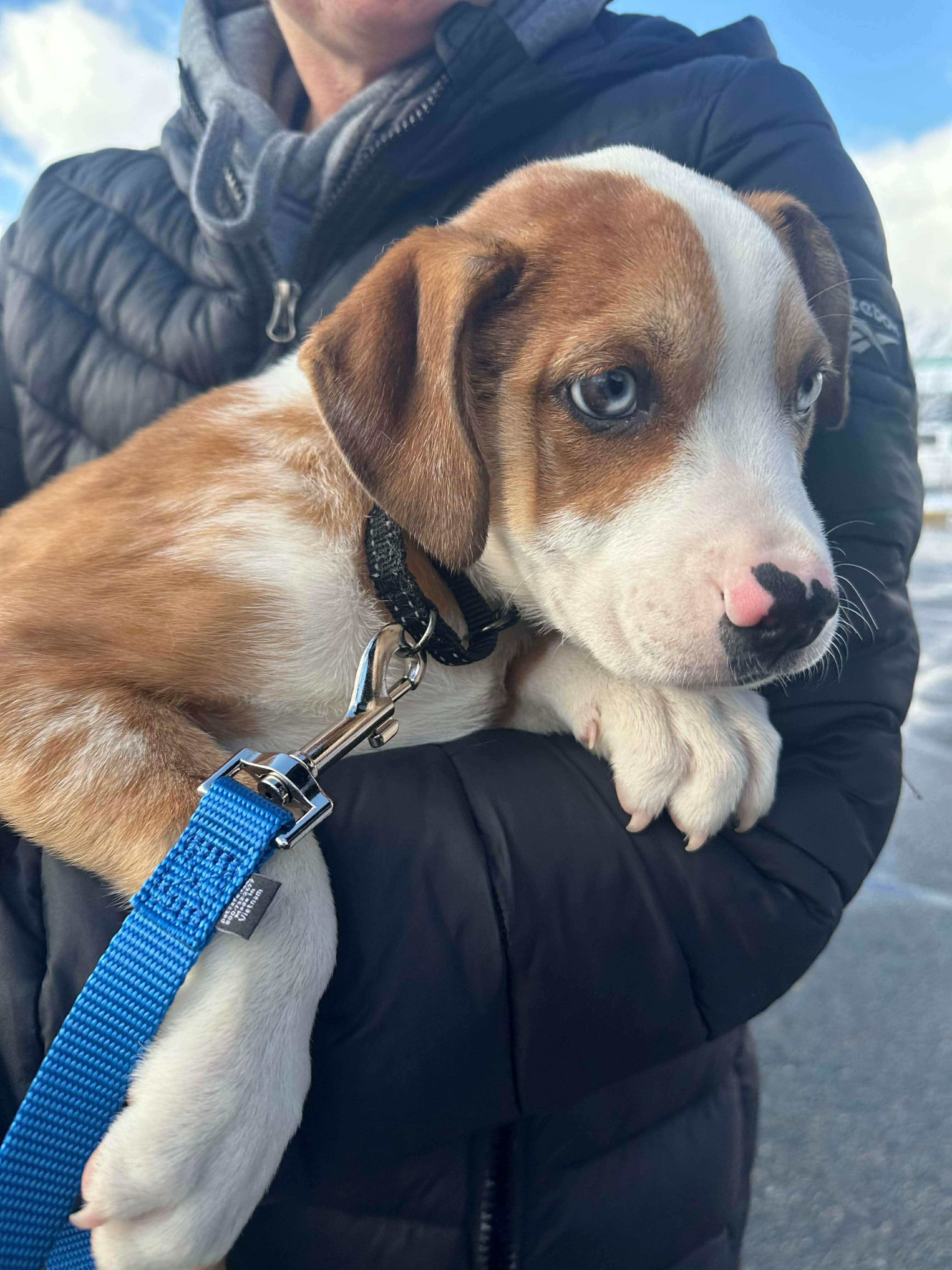 Enlarge Peck, a Adoptable mixed breed in Billerica, MA image 2/6
