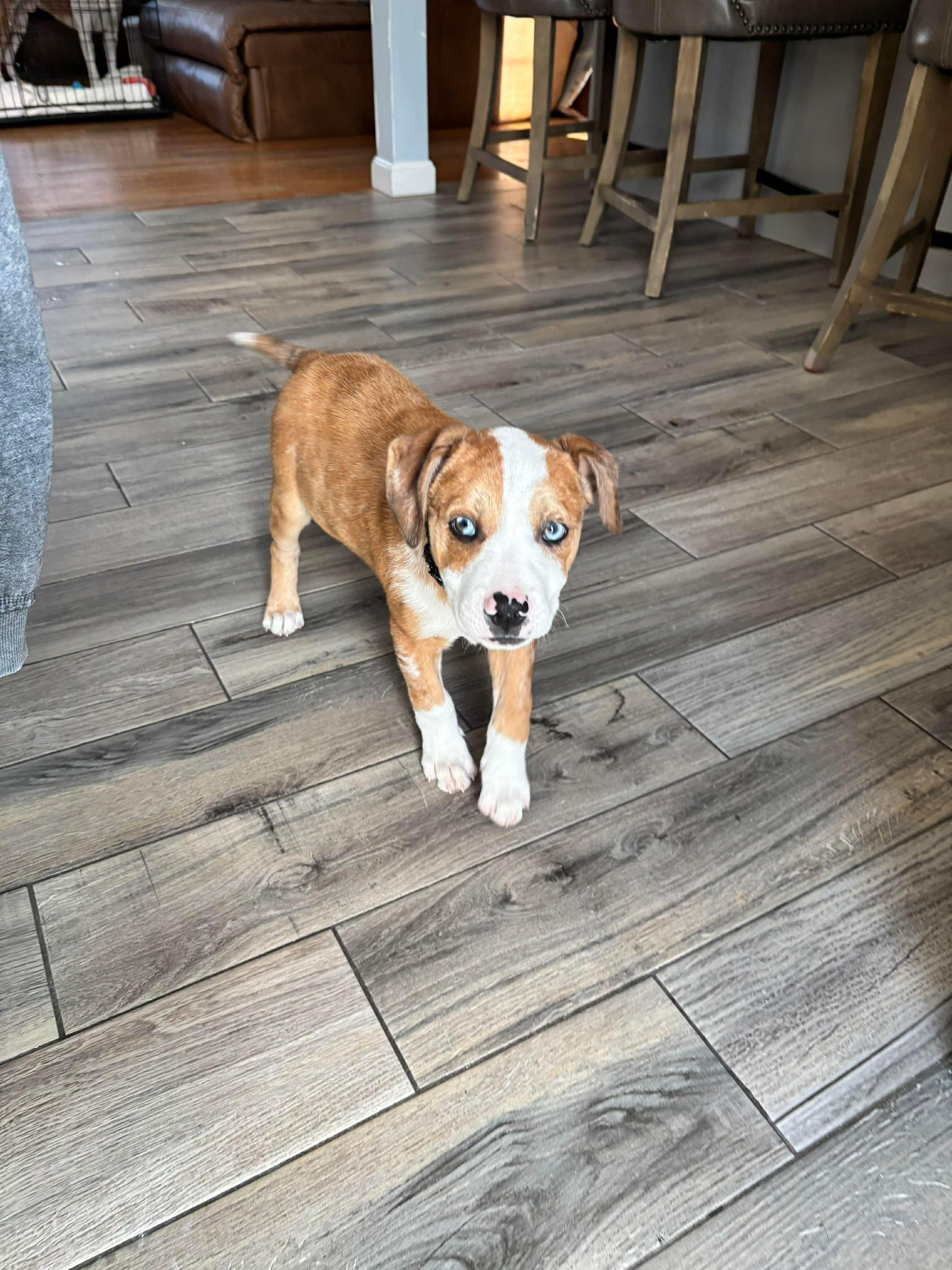 Enlarge Peck, a Adoptable mixed breed in Billerica, MA image 3/6