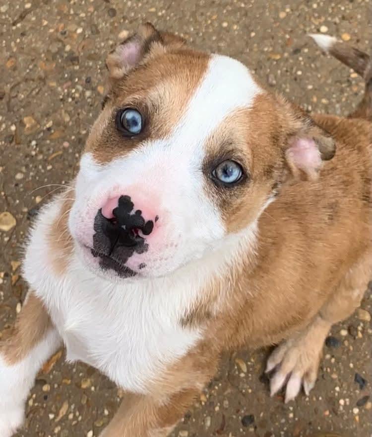 Enlarge Peck, a Adoptable mixed breed in Billerica, MA image 1/6