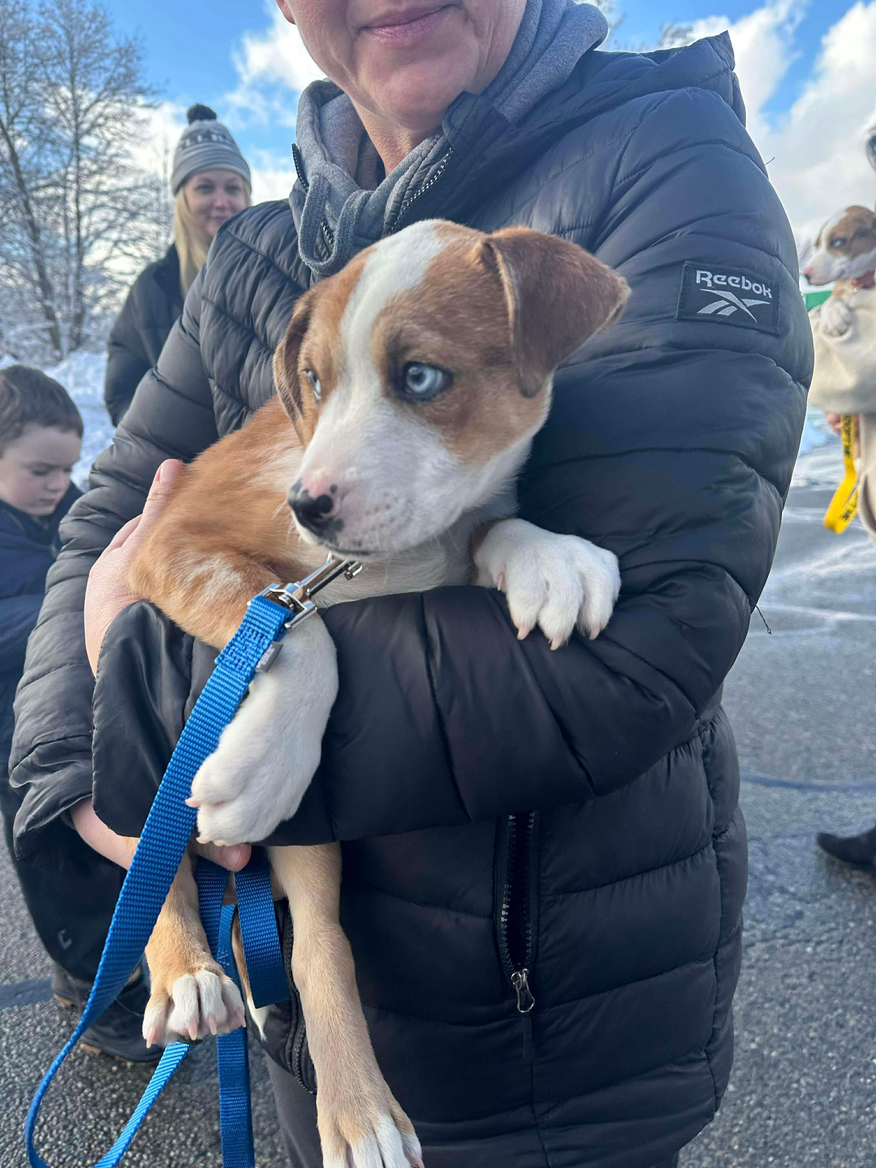 Enlarge Peck, a Adoptable mixed breed in Billerica, MA image 4/6