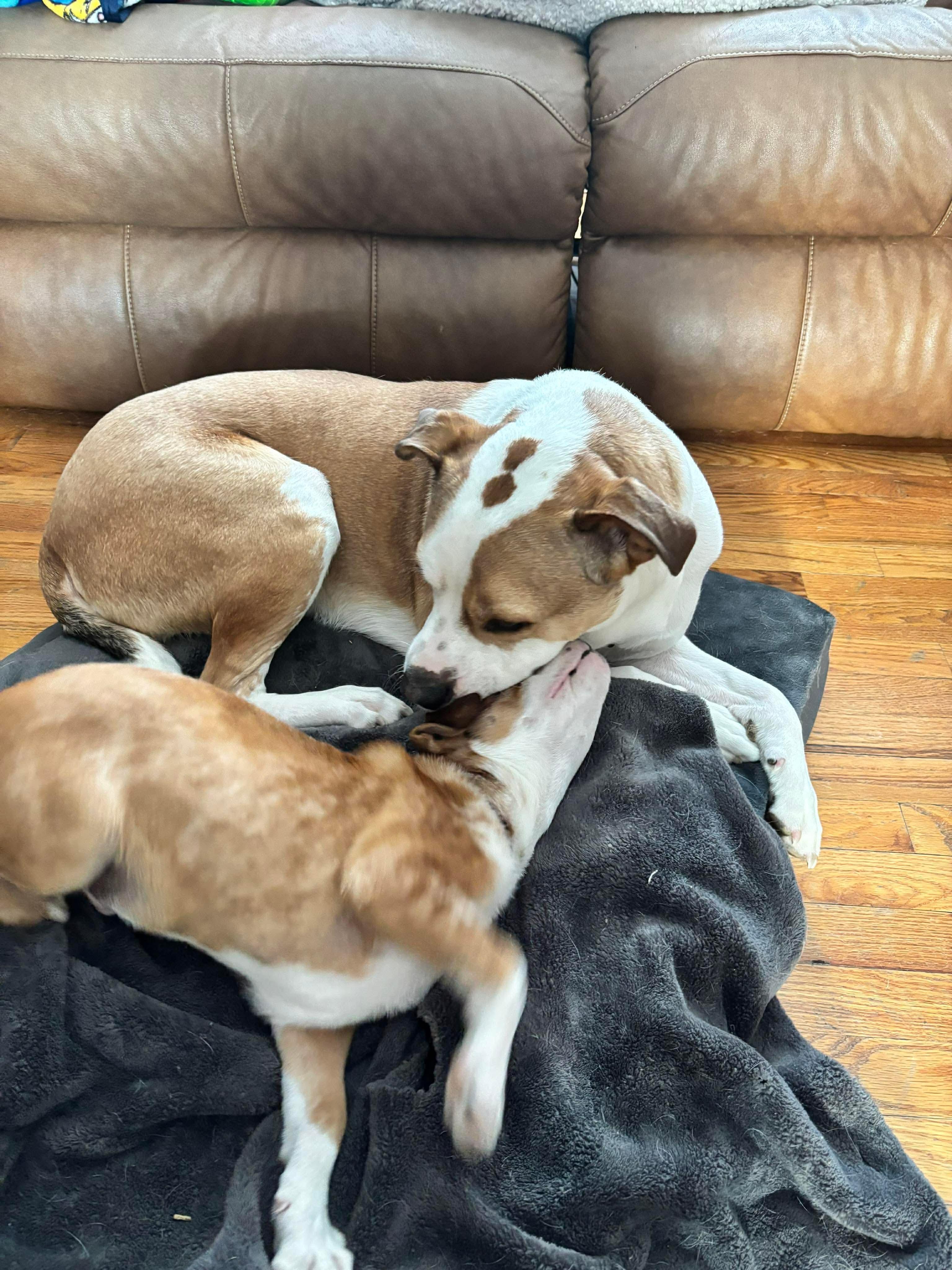 Enlarge Peck, a Adoptable mixed breed in Billerica, MA image 6/6