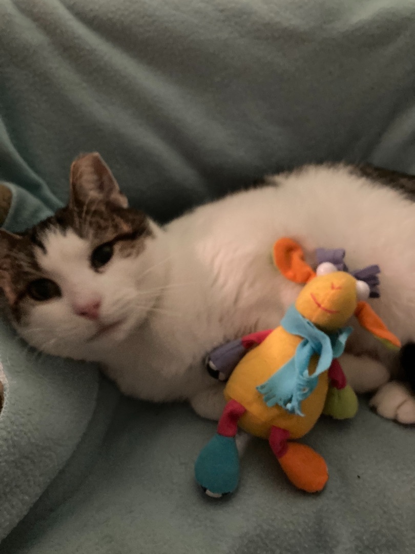 Enlarge luke, a Adopted Domestic Short Hair in Belleville, NJ image 2/6