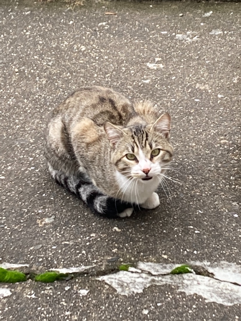Enlarge luke, a Adopted Domestic Short Hair in Belleville, NJ image 3/6