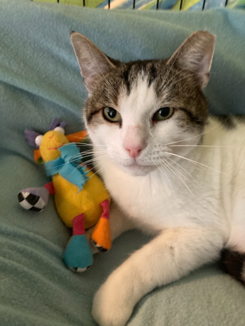 Enlarge luke, a Adopted Domestic Short Hair in Belleville, NJ image 4/6