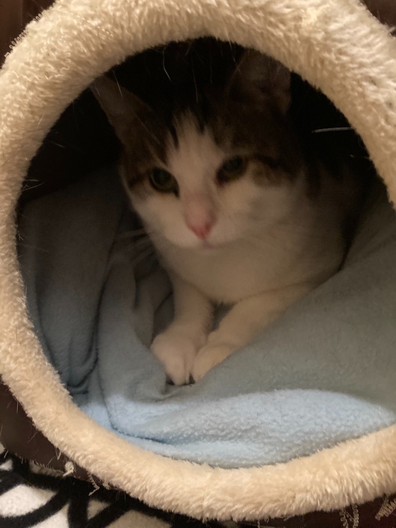 Enlarge luke, a Adopted Domestic Short Hair in Belleville, NJ image 5/6