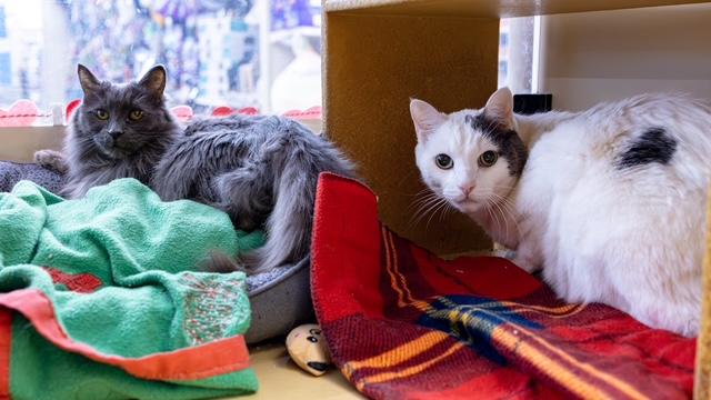 Enlarge Doyle (and Brynn), an adopted mixed breed in Albuquerque, NM image 5/6