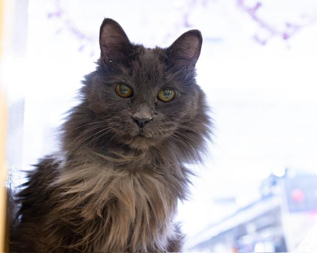 Enlarge Doyle (and Brynn), an adopted mixed breed in Albuquerque, NM image 2/6