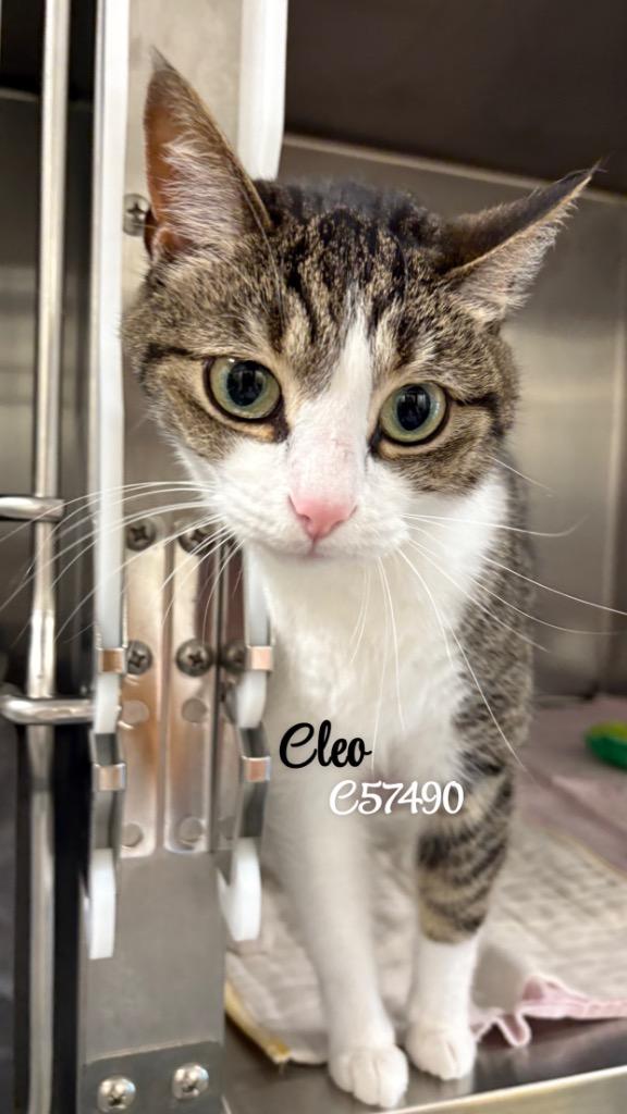 Enlarge Cleo, a Adoptable mixed breed in Clarksville, TN image 1/1