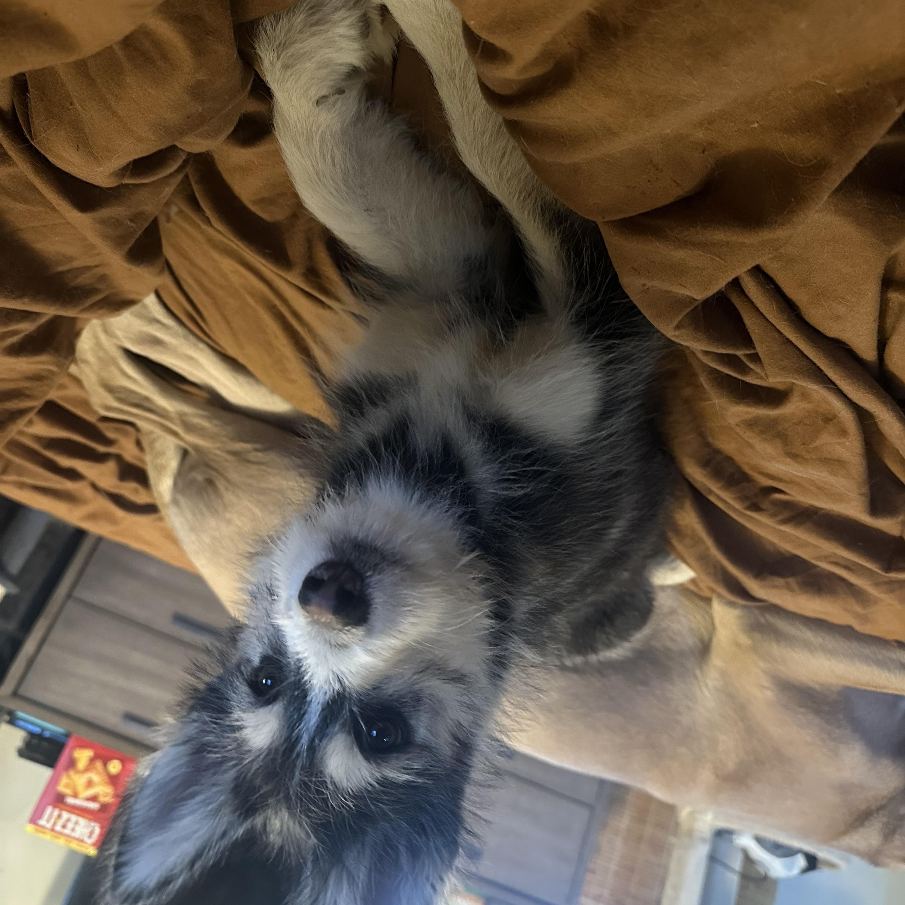 Midge, an adoptable mixed breed in Oklahoma City, OK image 2/3