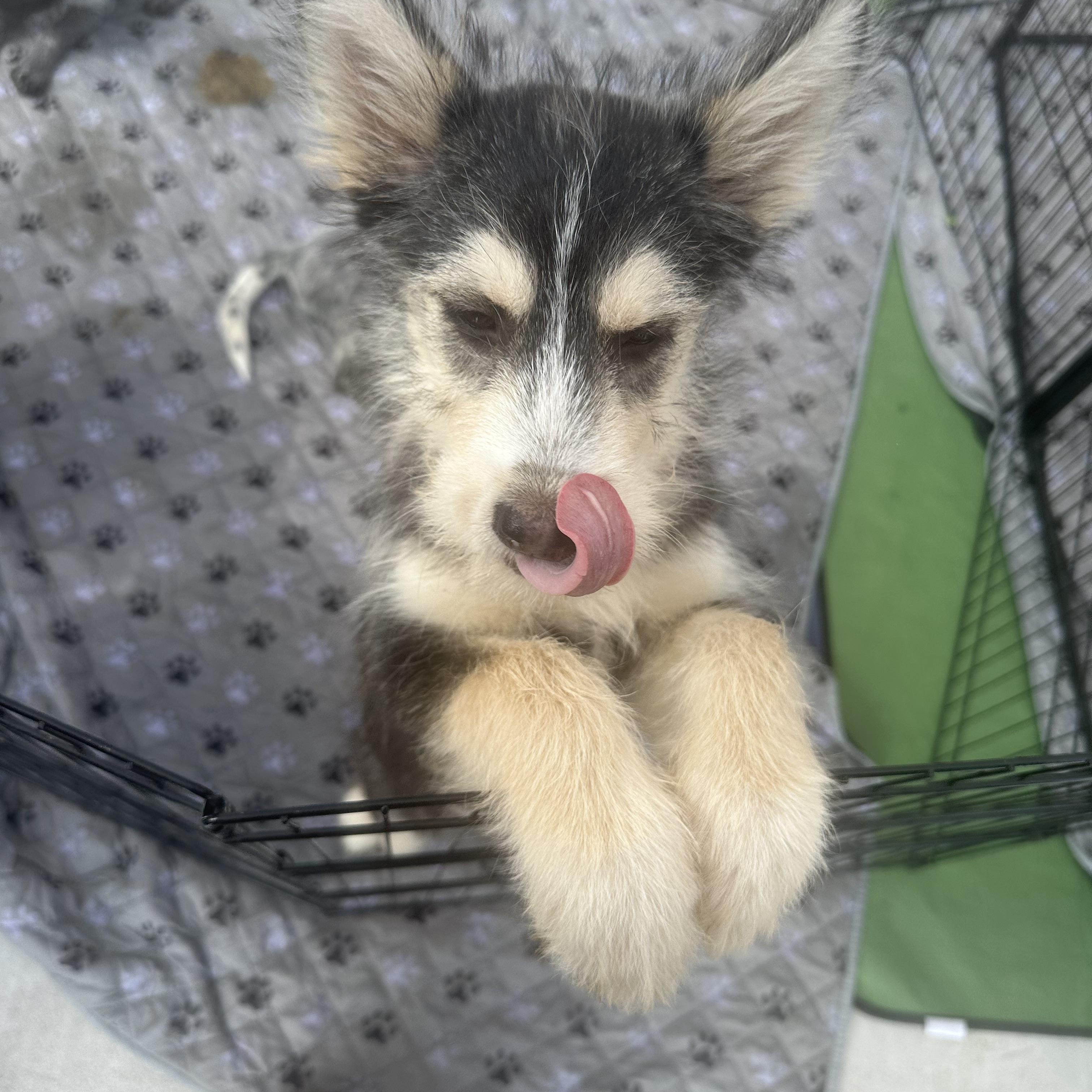 Midge, adoptable, Puppy Female Husky & Schnauzer.