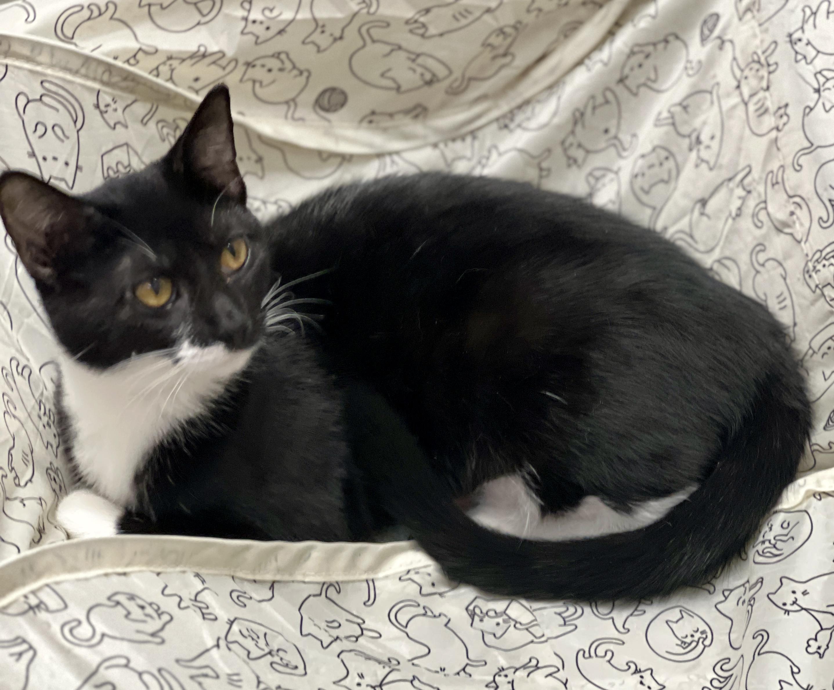 Mittens, a Adoptable Tuxedo in Sautee Nacoochee, GA image 3/3