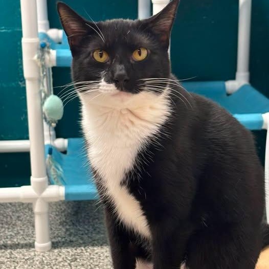 Mittens, a Adoptable Tuxedo in Sautee Nacoochee, GA image 1/4