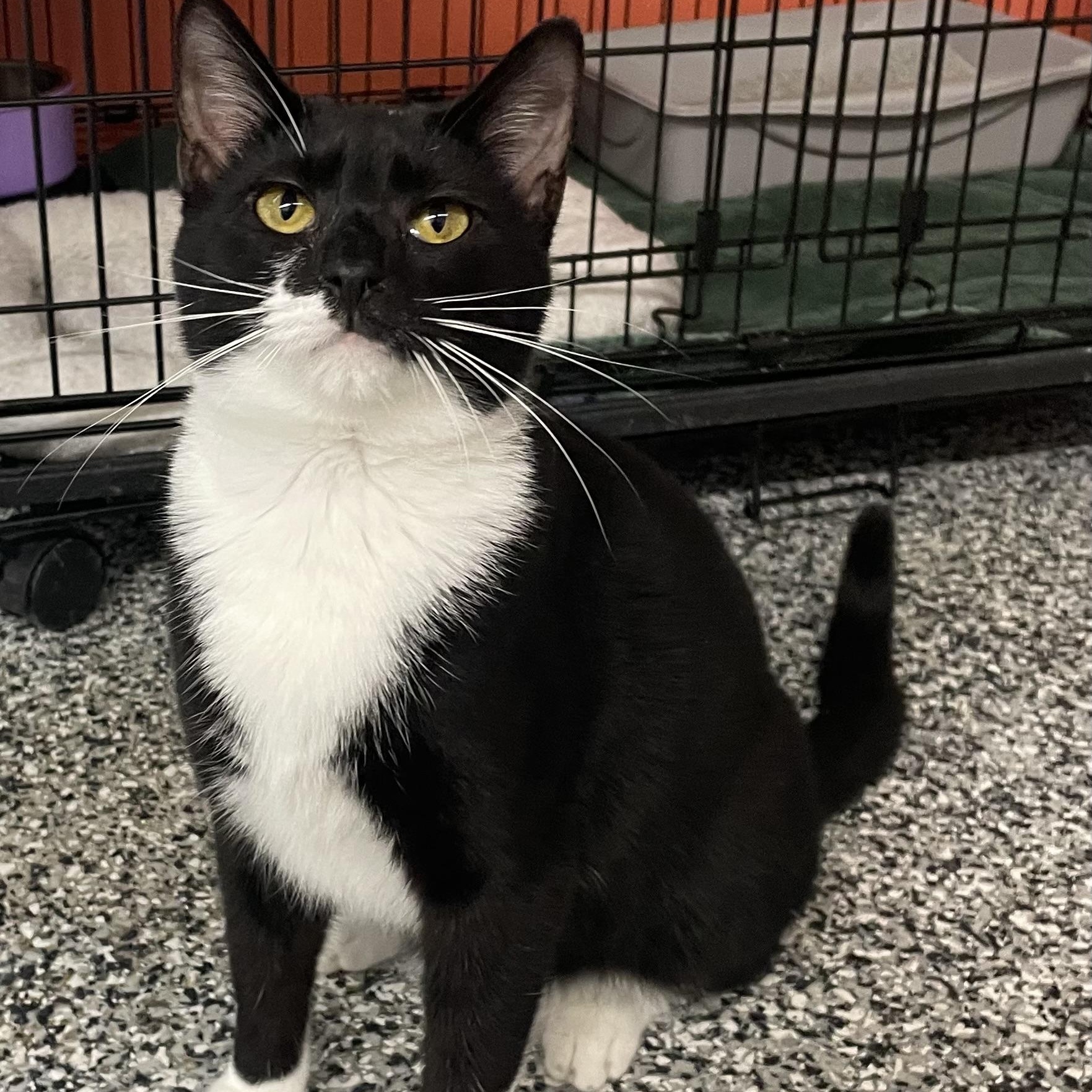 Mittens, Adoptable, Young Female Tuxedo.