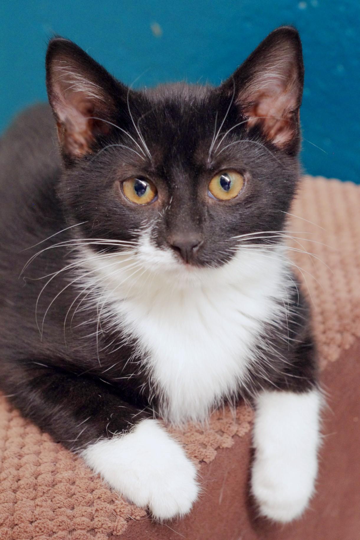 Mittens, a Adoptable Tuxedo in Sautee Nacoochee, GA image 2/3