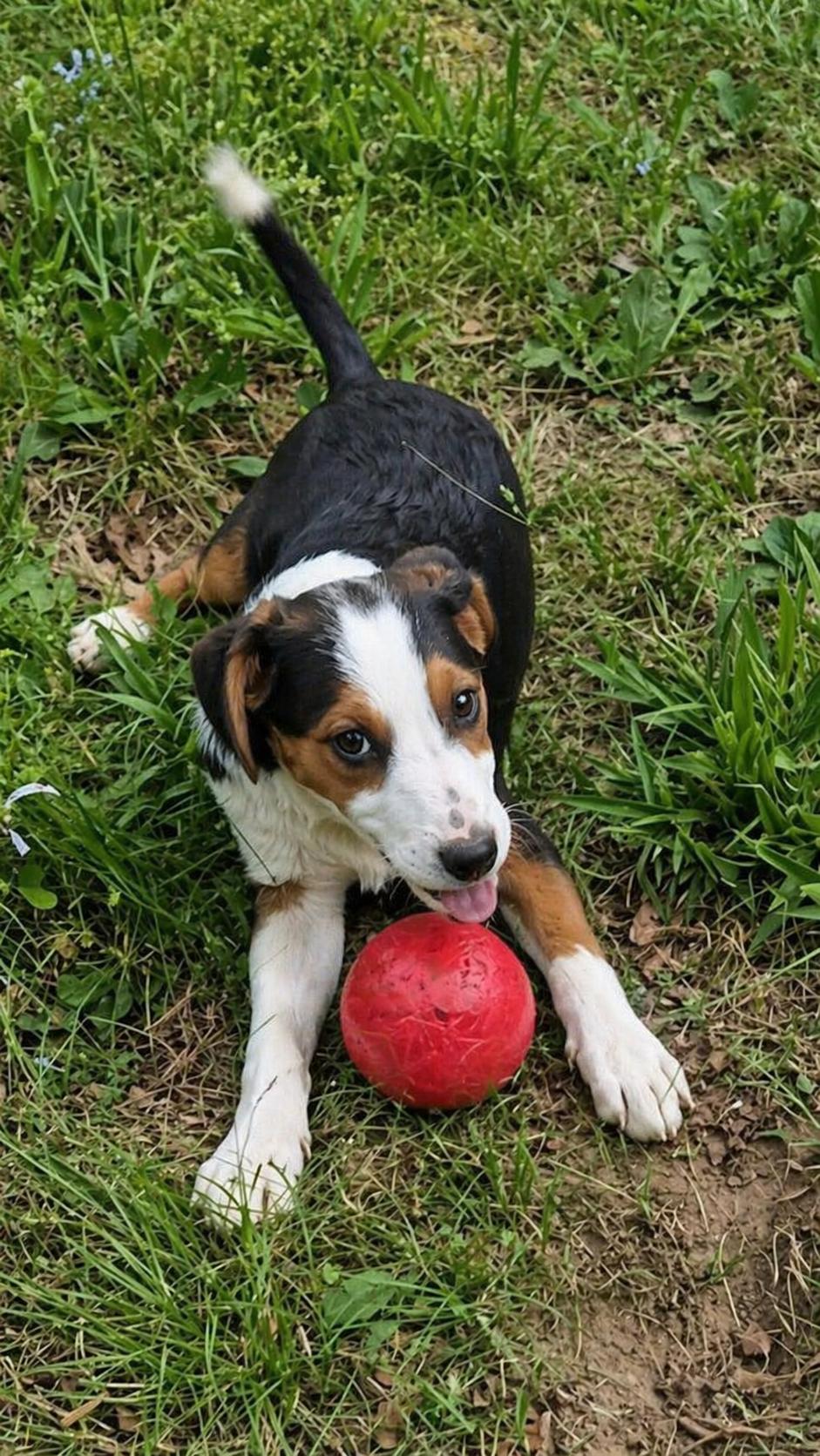 Enlarge Lab, Border collie puppies, a Adoptable mixed breed in Mount Laurel, NJ image 2/3