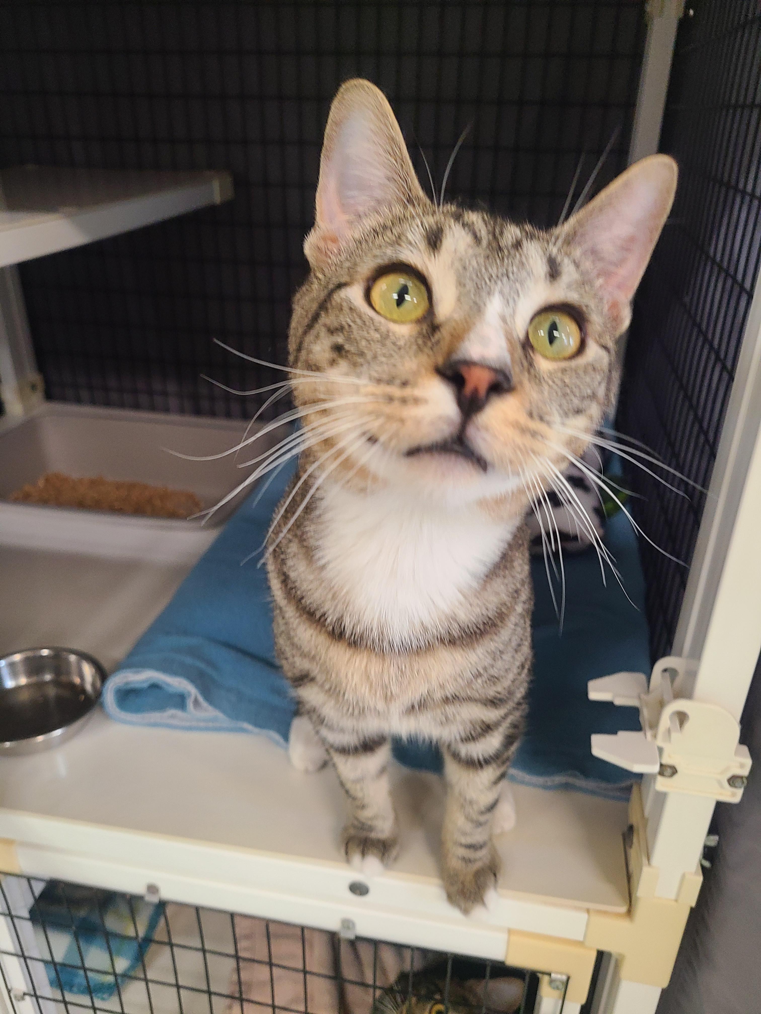 Enlarge Thor, an adopted Domestic Short Hair in Kirkland, WA image 3/4