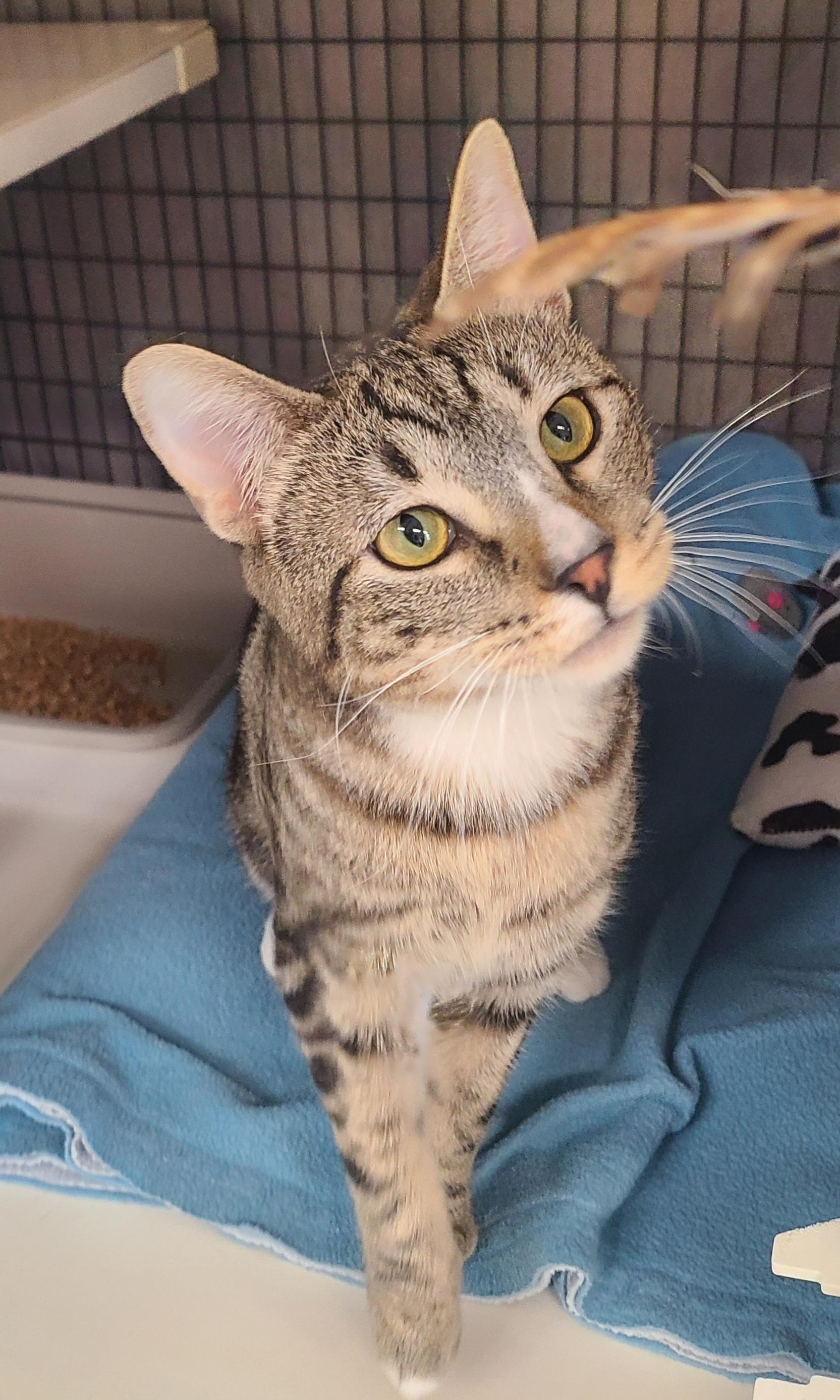 Thor, adopted, Young Male Domestic Short Hair.