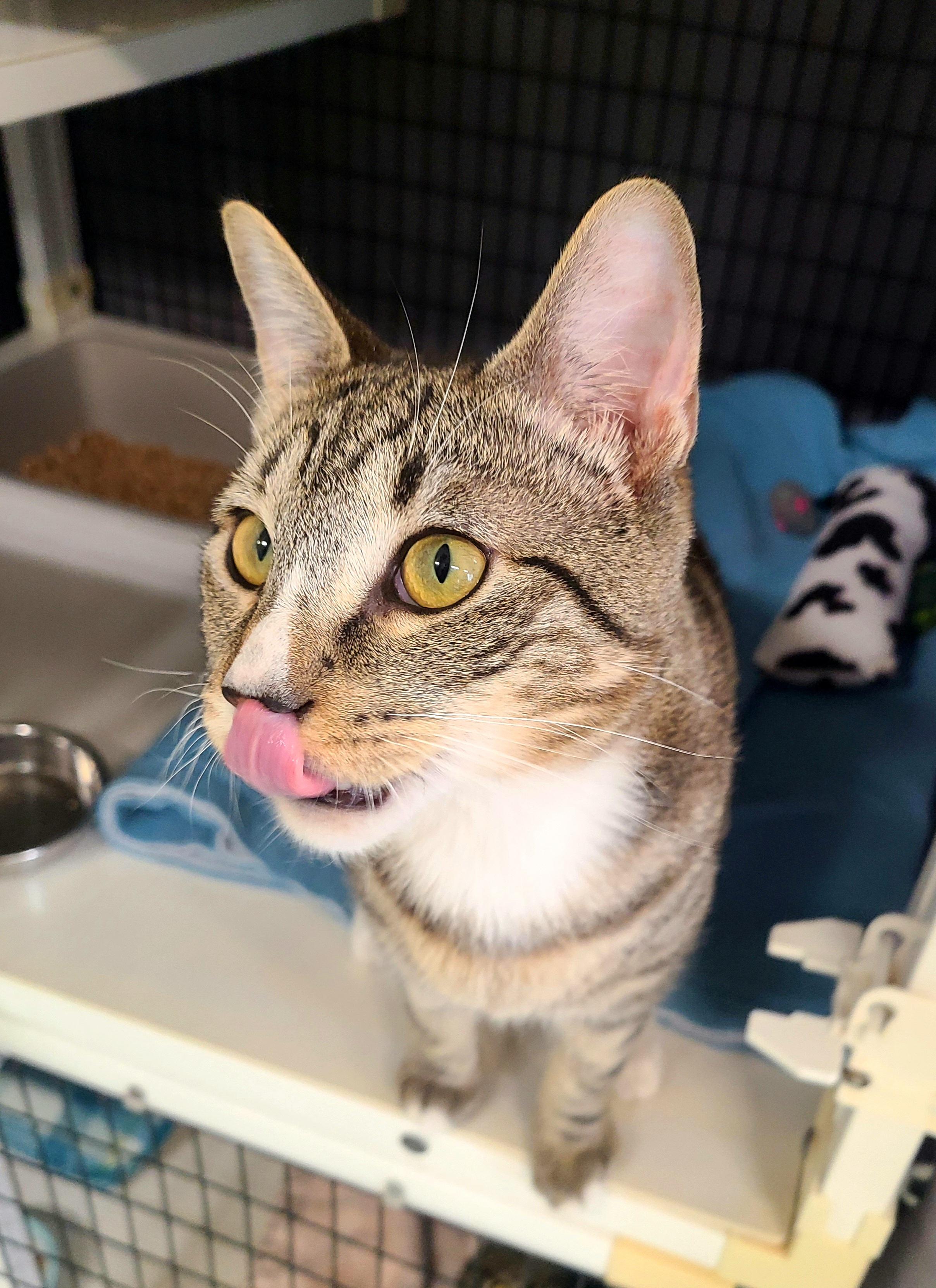 Enlarge Thor, an adopted Domestic Short Hair in Kirkland, WA image 4/4