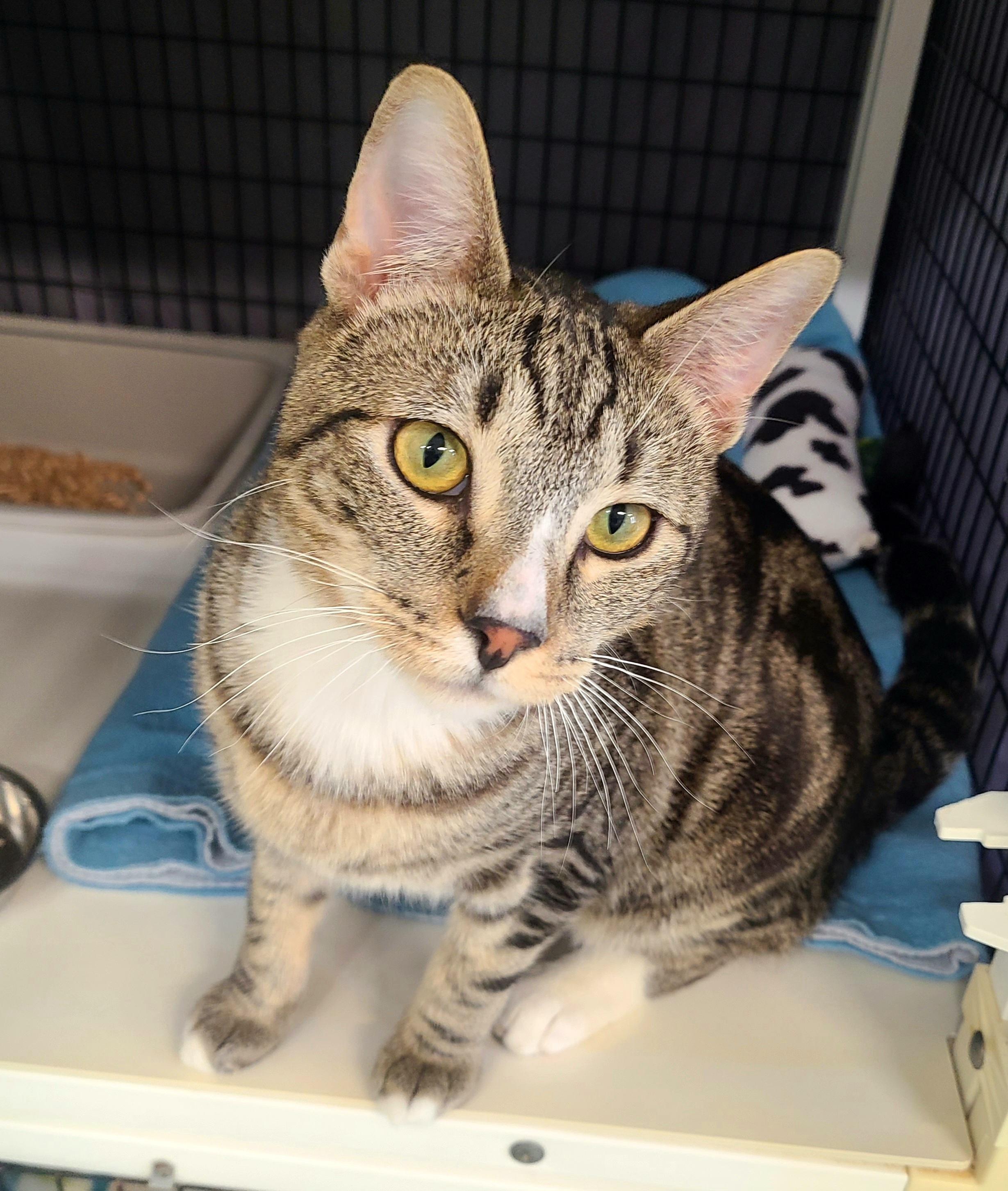 Enlarge Thor, an adopted Domestic Short Hair in Kirkland, WA image 2/4