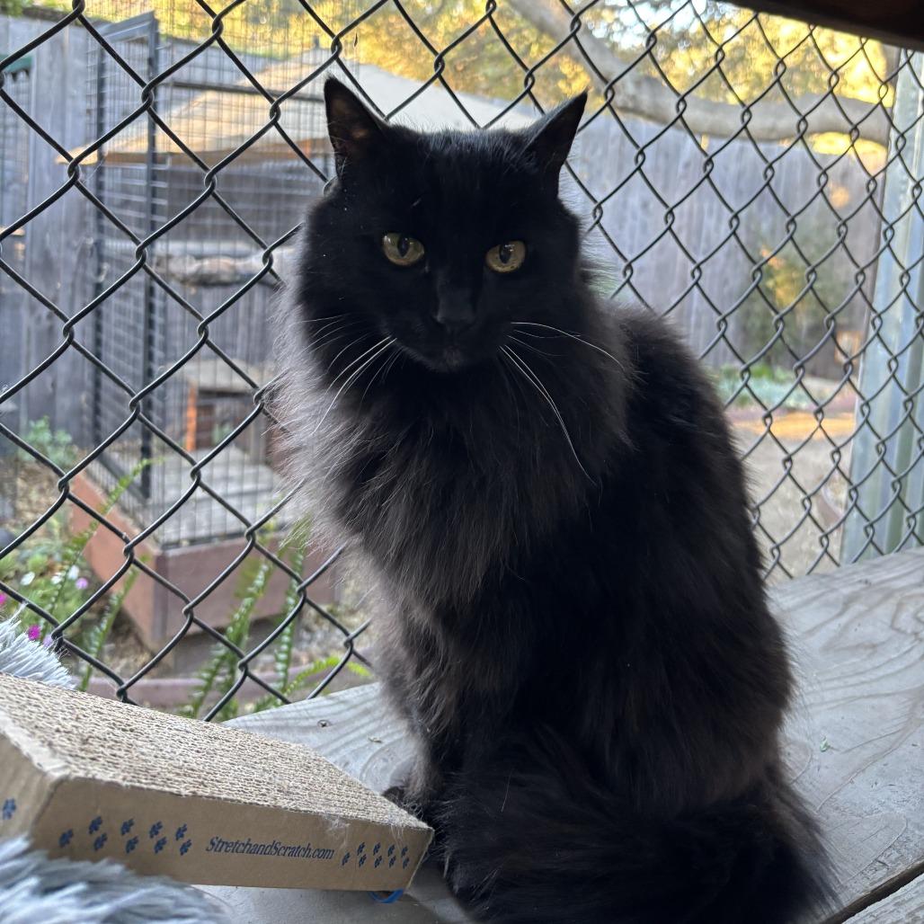 Enlarge Maddie, a Adoptable Domestic Long Hair in Santa Barbara, CA image 1/2